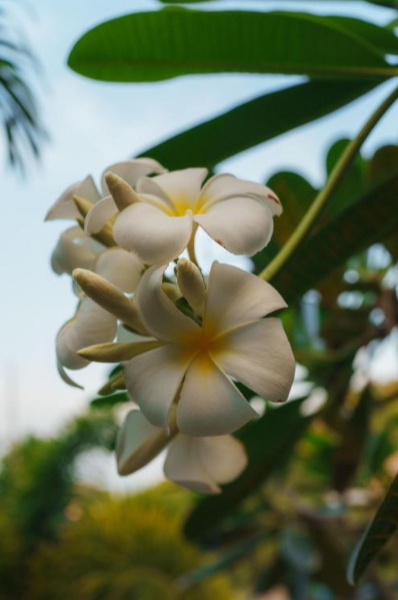 Experiencia Suk Jai (Alegria interior)| Tailandia 12 Días | 17-29 Julio 2026