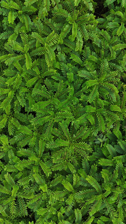 Experiencia Suk Jai (Alegria interior)| Tailandia 12 Días | 17-29 Julio 2026